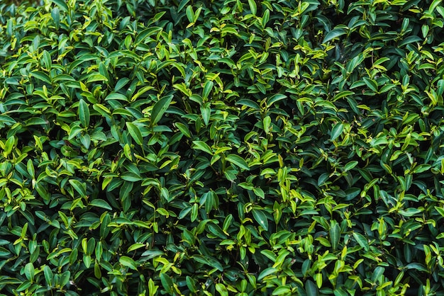 full frame shot of fresh green plants
