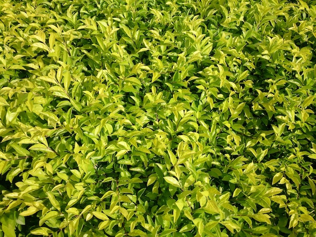 Full frame shot of fresh green plants