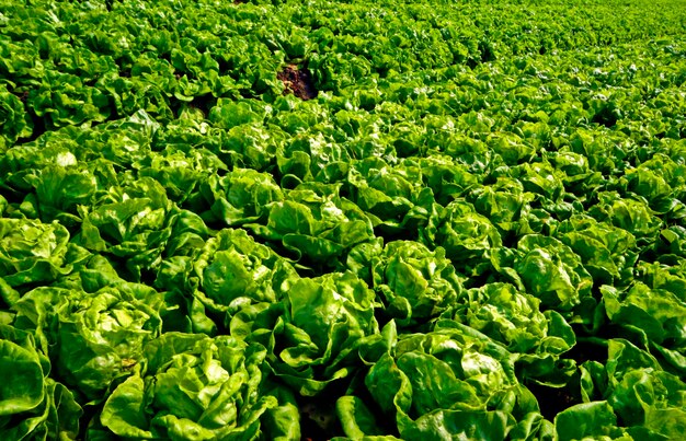 Full frame shot of fresh lettuce on field