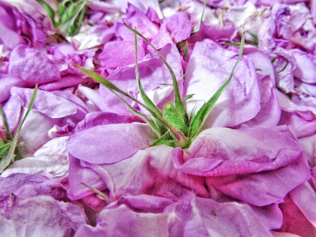 Full frame shot of fresh pink flowers