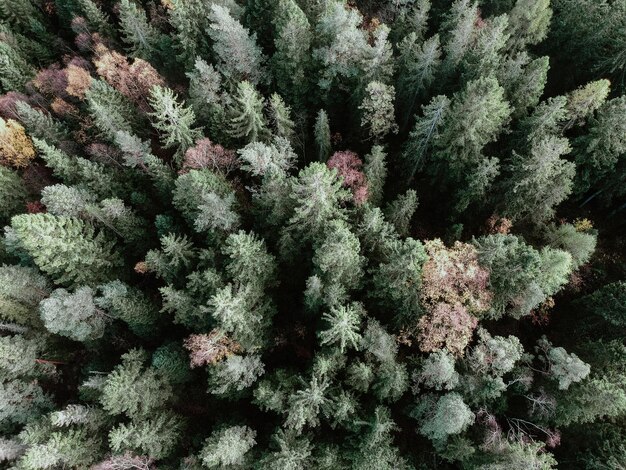 Full frame shot of fresh plants in snow