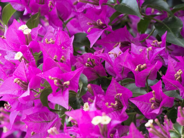 Full frame shot of fresh purple flowers