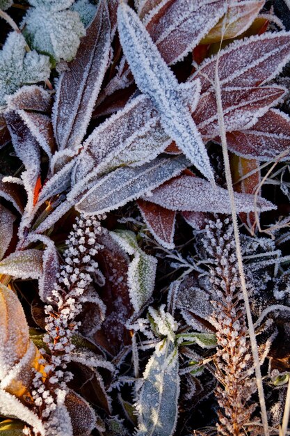 Photo full frame shot of frost plants