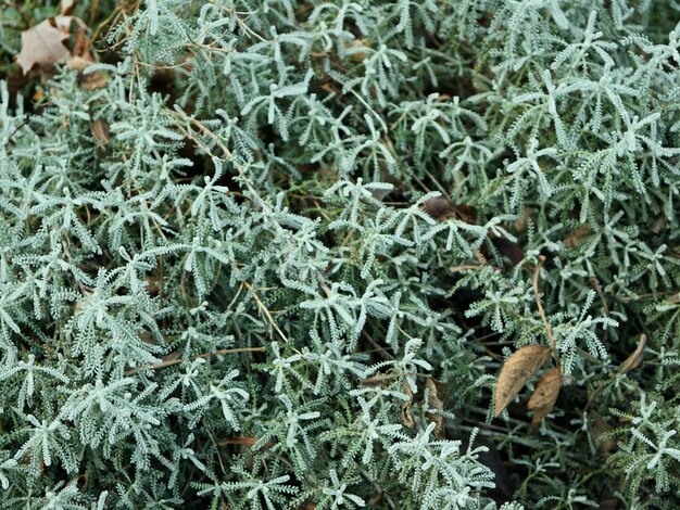 Full frame shot of frozen leaves on land