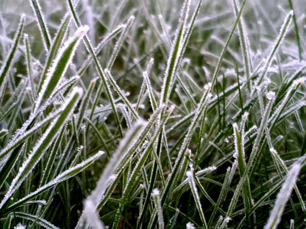 Photo full frame shot of frozen plants on fieldfrozen blades of grass