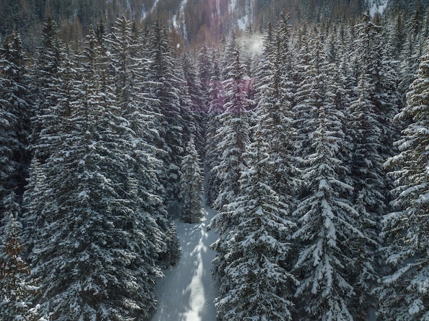 Photo full frame shot of frozen water in forest