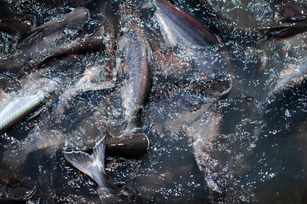 Foto immagine completa di acqua ghiacciata