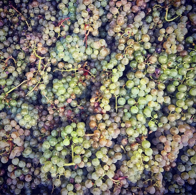 Foto fotografia completa di frutta al mercato