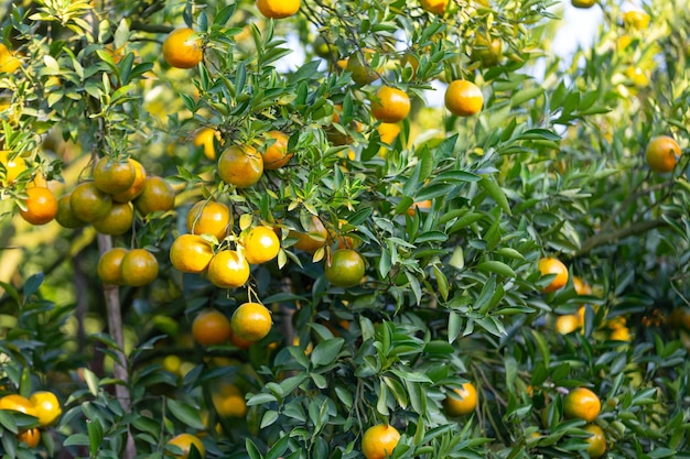 Photo full frame shot of fruits on tree