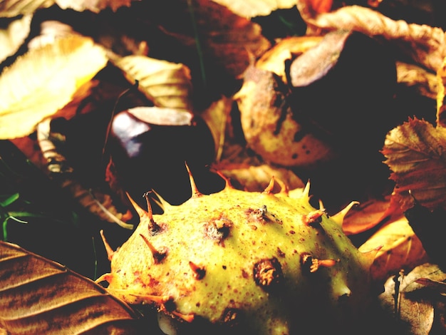 Full frame shot of fruits