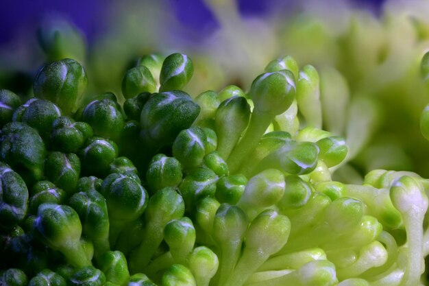 Photo full frame shot of fruits