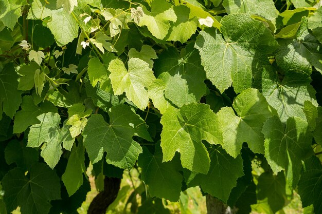 Full frame shot of grapes growing in vineyard