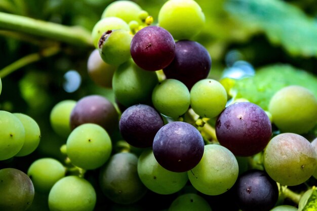 Full frame shot of grapes