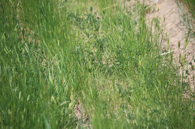 Full frame shot of grass on field