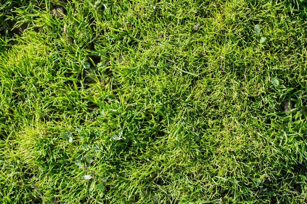 Foto completa dell'erba sul campo