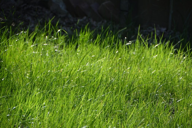 Photo full frame shot of grass on field