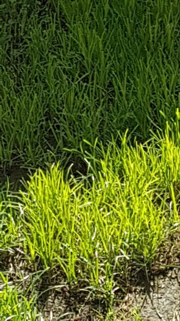 Full frame shot of grass on field