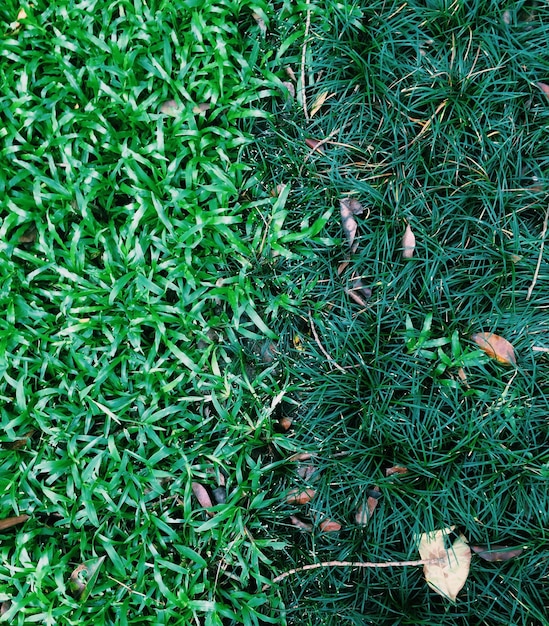 Photo full frame shot of grass on field