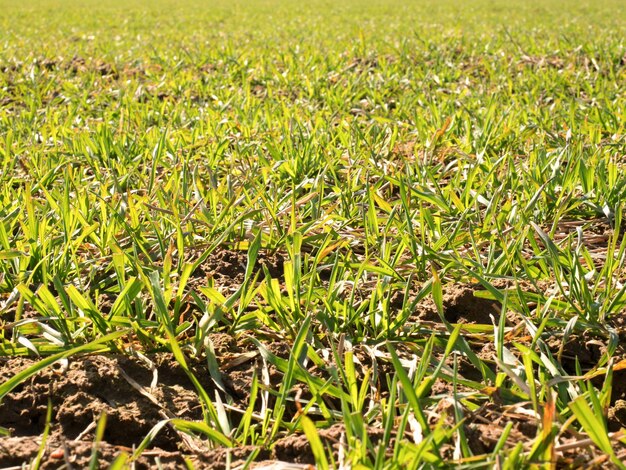 Photo full frame shot of grass on field