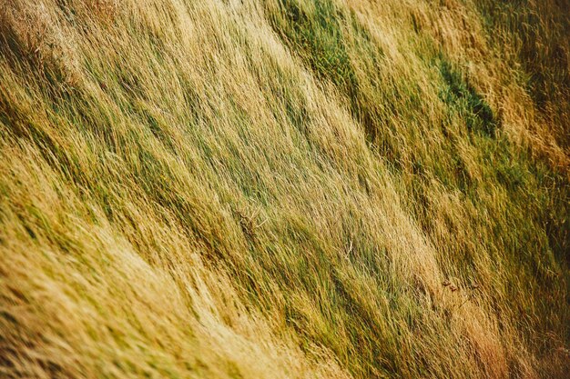 Photo full frame shot of grass