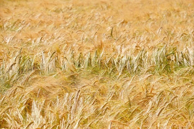 Full frame shot of grass