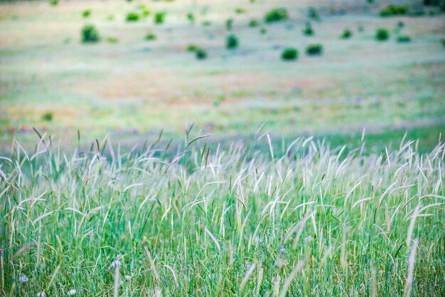 Full frame shot of grassy field