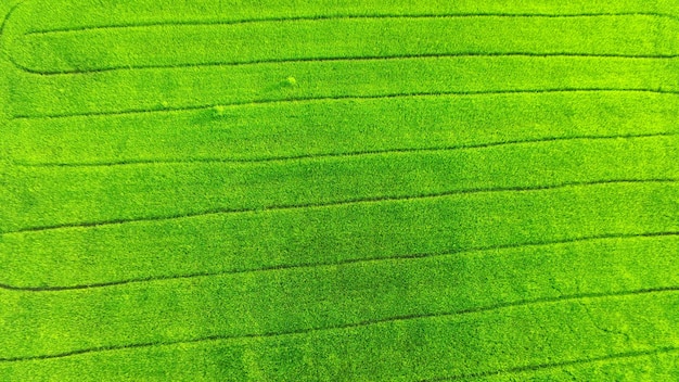 Full frame shot of grassy field