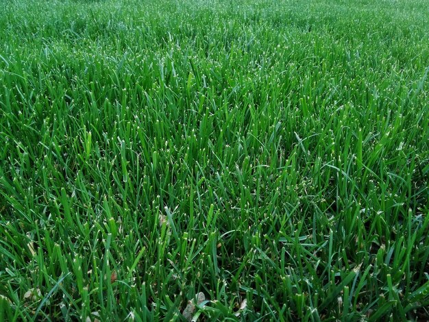 Photo full frame shot of grassy field