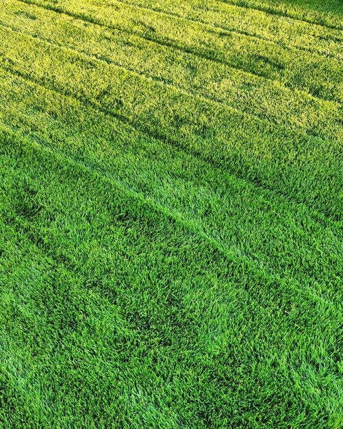 Photo full frame shot of grassy field