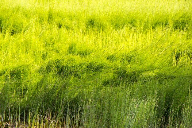 Full frame shot of grassy field