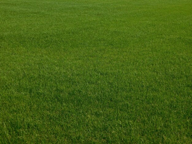 Photo full frame shot of grassy field