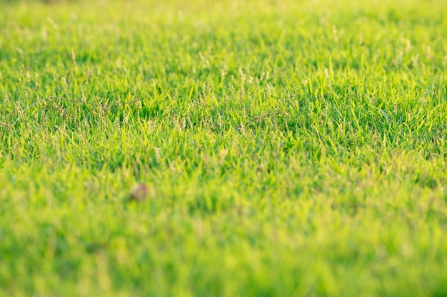 Photo full frame shot of grassy field