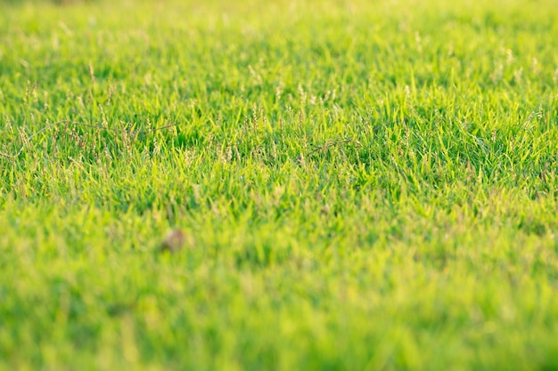 Full frame shot of grassy field