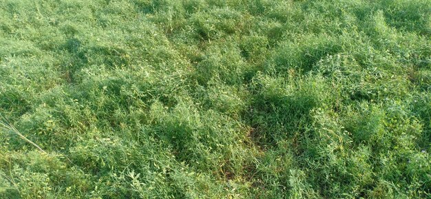 Full frame shot of grassy field