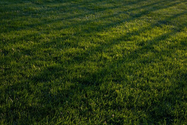 Full frame shot of grassy field