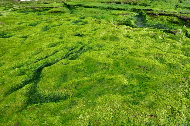 Full frame shot of grassy field