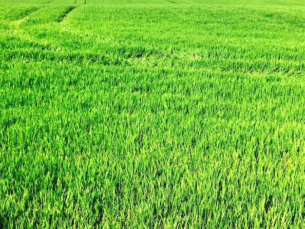 Foto fotografia completa di un campo erboso