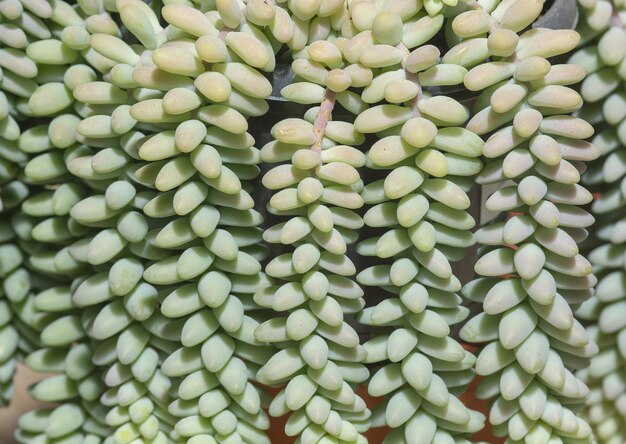 Photo full frame shot of green beans