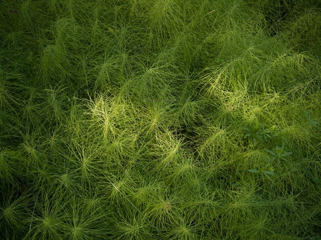 Full frame shot of green field