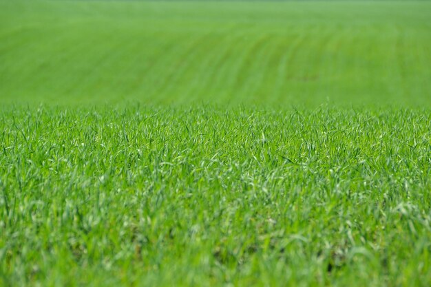 Full frame shot of green field