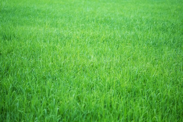 Full frame shot of green field