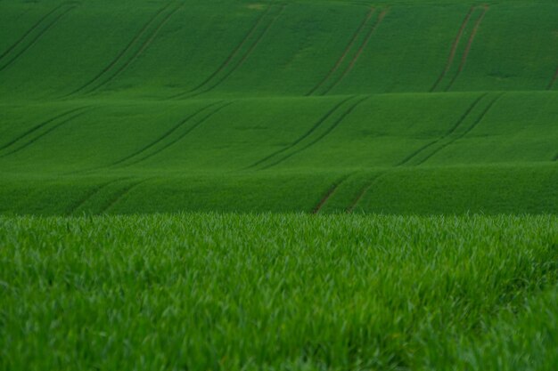 Photo full frame shot of green field