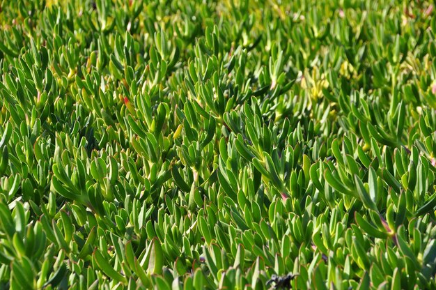 Foto scatto completo dell'erba verde sul campo