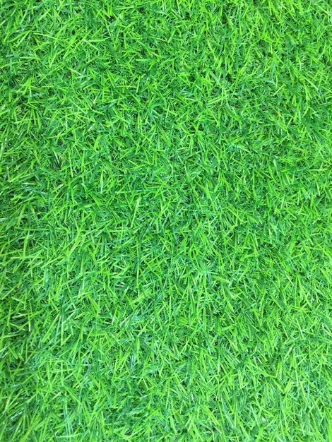 Full frame shot of green grass