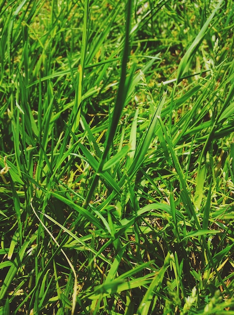 Photo full frame shot of green grass