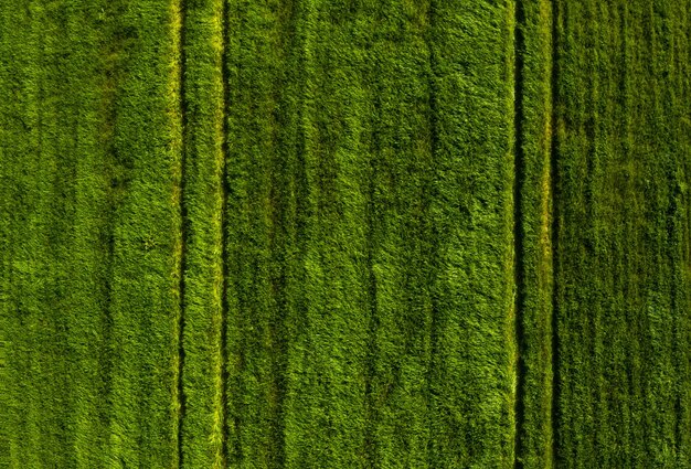 Foto immagine completa di una terra verde