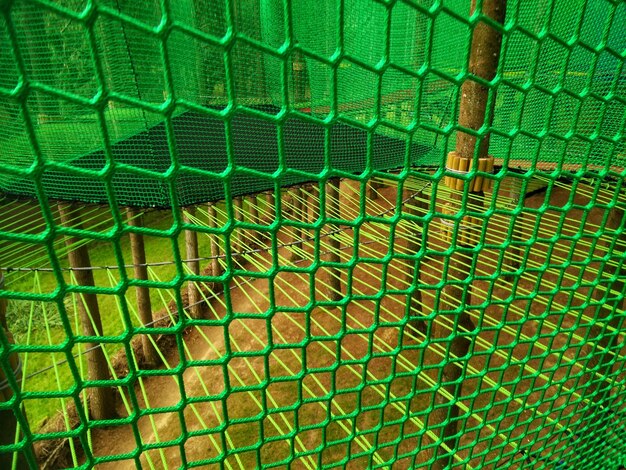 Full frame shot of green leaf in swimming pool