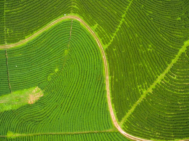 Foto immagine completa di foglia verde