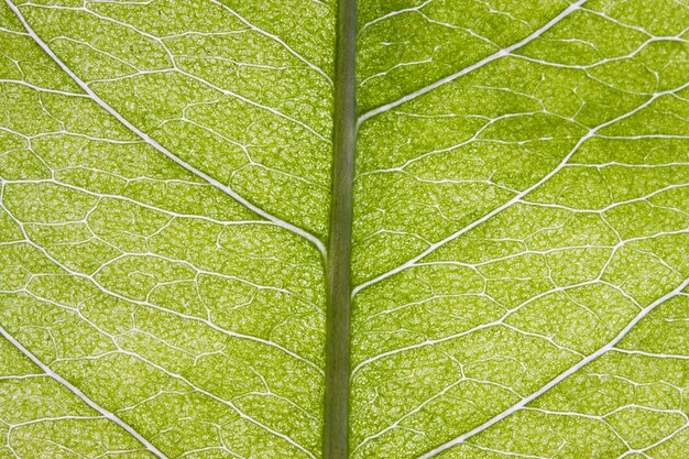 Foto immagine completa di foglia verde