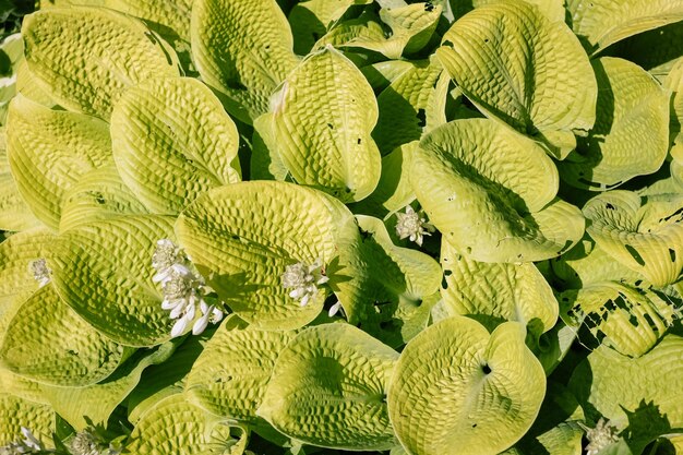 Full frame shot of green leaf